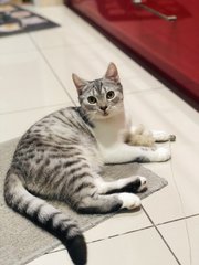 Hero - British Shorthair + Scottish Fold Cat