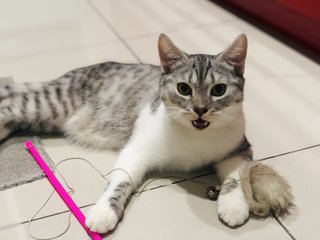 Hero - British Shorthair + Scottish Fold Cat