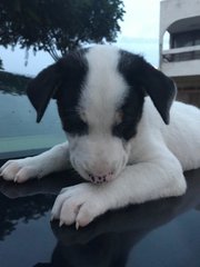 Chilling on the car