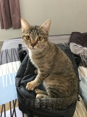 Motu &amp; Shugu - Oriental Short Hair Cat