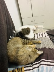 Motu &amp; Shugu - Oriental Short Hair Cat