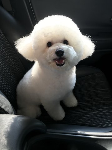 PF96902 - Bichon Frise Dog