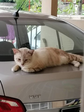 Momok - Siamese Cat