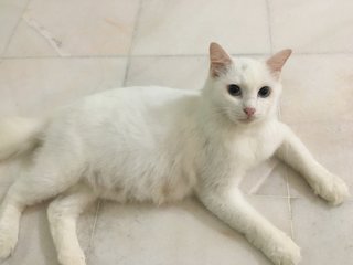 Mochi - Domestic Short Hair + Persian Cat