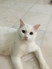 Mochi - Domestic Short Hair + Persian Cat