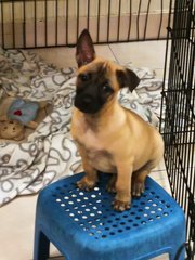 she loves to sit on the stool and watch us walk by