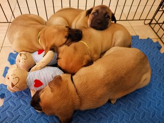 Napping with her siblings