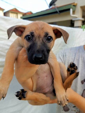 Gogo - Mixed Breed Dog