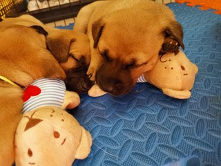 napping with his sisters