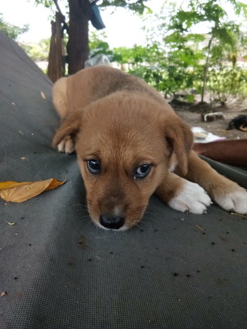 Little Siblings  - Mixed Breed Dog