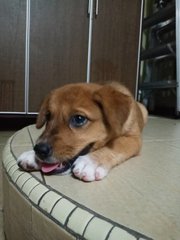 Little Siblings  - Mixed Breed Dog