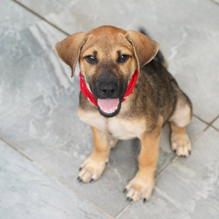 Toby two weeks after rescued