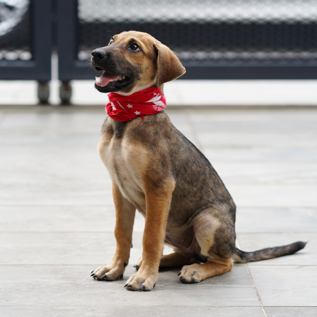 Toby - Mixed Breed Dog