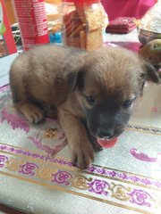 Female Puppy For Adoption - Mixed Breed Dog