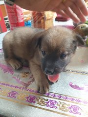 Female Puppy For Adoption - Mixed Breed Dog