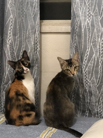 Cindy &amp; Kiki - Domestic Short Hair Cat