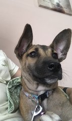 Win Win - Belgian Shepherd Malinois Mix Dog