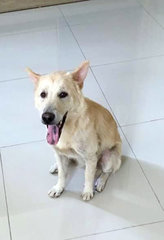 Sandy - Mixed Breed Dog