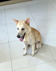 Sandy - Mixed Breed Dog