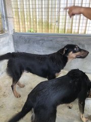 Male: Tiger Female: Lucy - Mixed Breed Dog