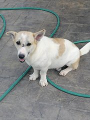 Boty - Mixed Breed Dog