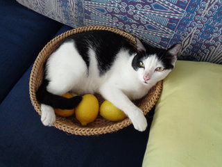 He loves getting into baskets, boxes, bags....