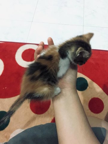 Kitty - Calico Cat