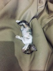 She is easy to sleep, just put her on something comfy, she will sleep for hours. 