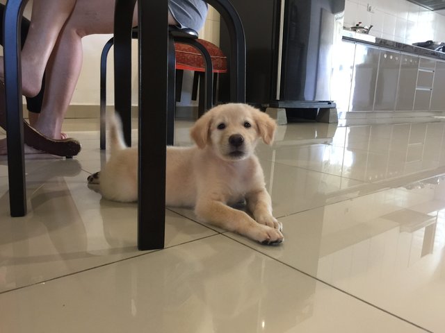 Golden Retriever Pup - Golden Retriever Dog