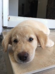 Golden Retriever Pup - Golden Retriever Dog