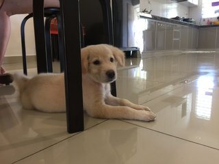 Golden Retriever Pup - Golden Retriever Dog