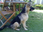 Shadow - German Shepherd Dog Dog