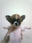 Homebreed Longcoat Chihuahua - Chihuahua Dog