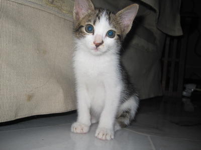 Teddy - Domestic Medium Hair Cat