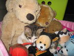 Teddy in midst of all the teddies.