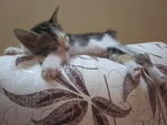 Teddy sleeping away on top of my couch.