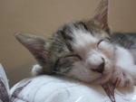Close-up sleeping.