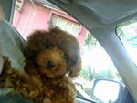 3month Male Super Red Toy Poodle - Poodle Dog