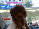 3month Male Super Red Toy Poodle - Poodle Dog