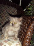 Lana Lang (Lana) - Domestic Long Hair + Persian Cat