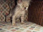 Lana Lang (Lana) - Domestic Long Hair + Persian Cat