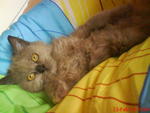 Lana Lang (Lana) - Domestic Long Hair + Persian Cat