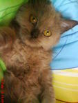 Lana Lang (Lana) - Domestic Long Hair + Persian Cat