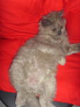 Lana Lang (Lana) - Domestic Long Hair + Persian Cat