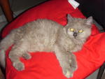 Lana Lang (Lana) - Domestic Long Hair + Persian Cat