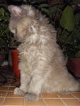 Lana Lang (Lana) - Domestic Long Hair + Persian Cat