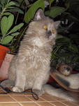 Lana Lang (Lana) - Domestic Long Hair + Persian Cat