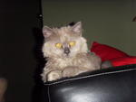 Lana Lang (Lana) - Domestic Long Hair + Persian Cat