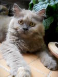 Lana Lang (Lana) - Domestic Long Hair + Persian Cat