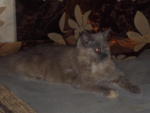 Lana Lang (Lana) - Domestic Long Hair + Persian Cat